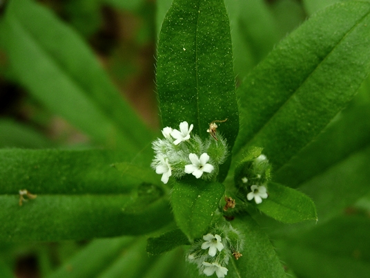 {Myosotis macrosperma}